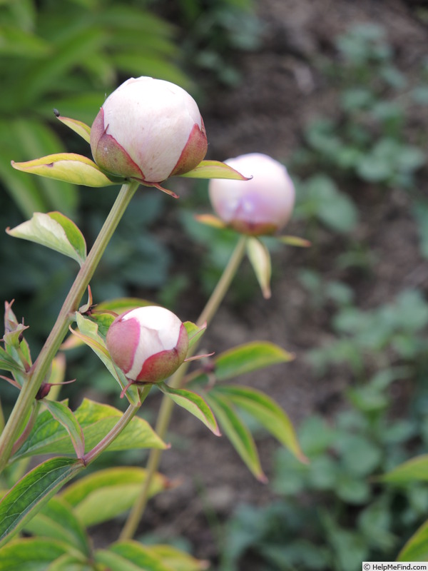 'Marie Crousse' peony photo