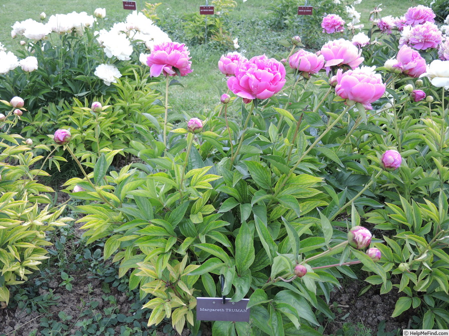 'Margaret Truman' peony photo