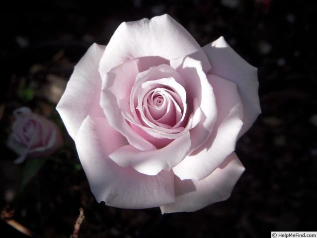 'Alysheba' rose photo