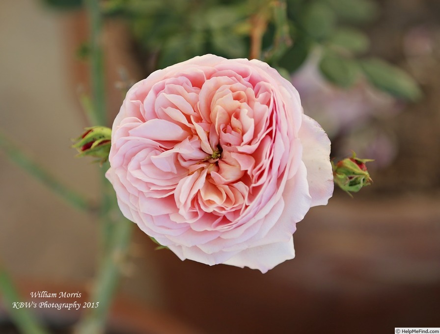 'William Morris' rose photo