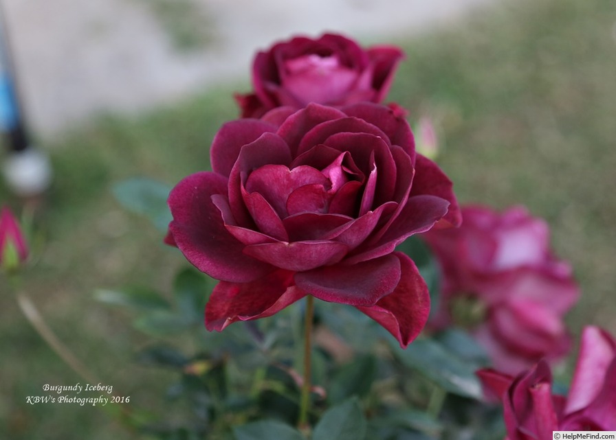 'Burgundy Iceberg' rose photo