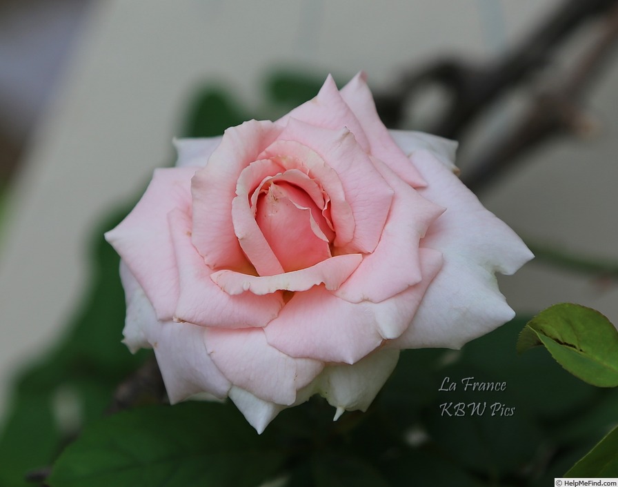 'La France' rose photo