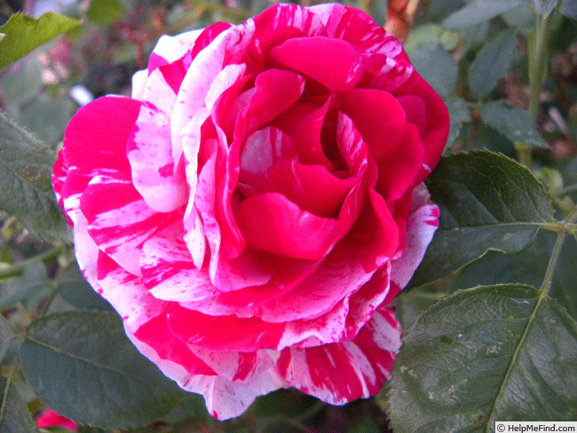 '22A-04' rose photo