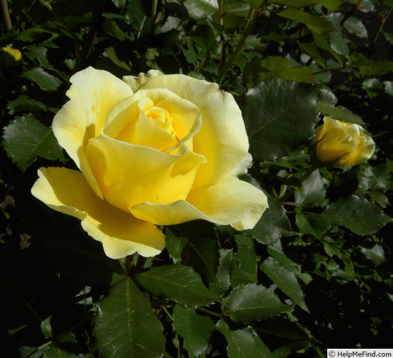 '15G-06' rose photo