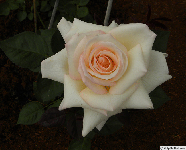 'Starlight Cream' rose photo