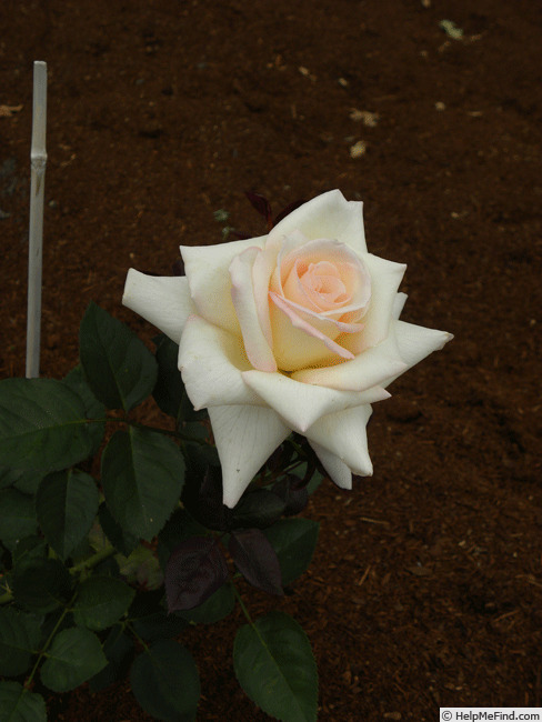 'Starlight Cream' rose photo