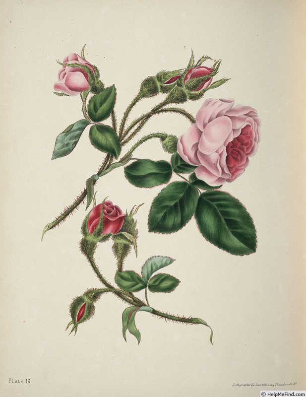 '<i>Rosa muscosa</i> Ait.' rose photo