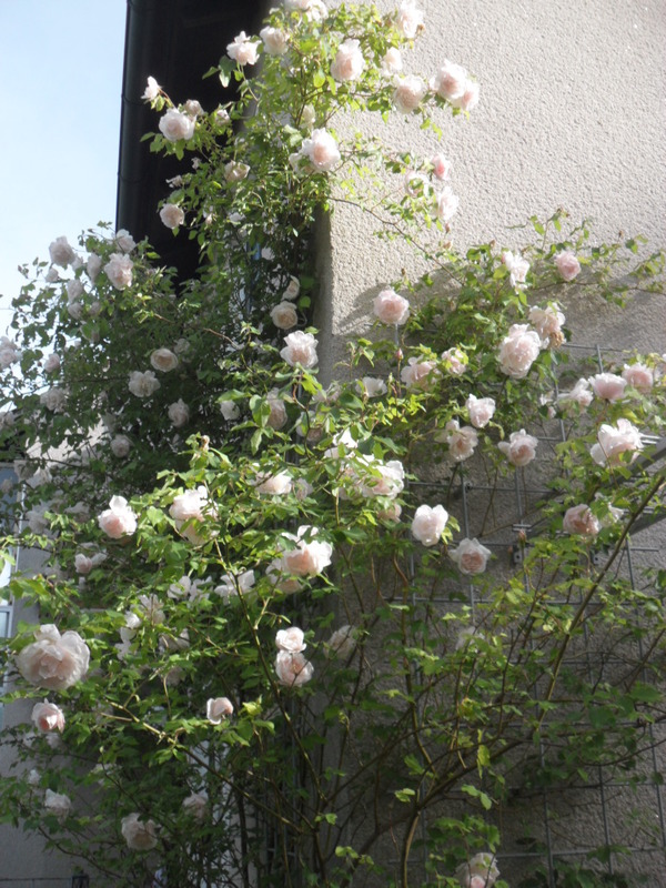 'Madame Alfred Carrière (noisette, Schwartz 1875)' rose photo