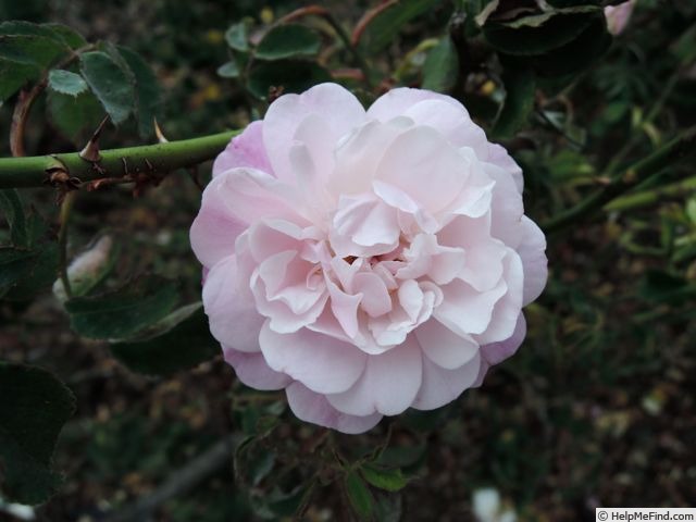 'Aline Rozey' rose photo