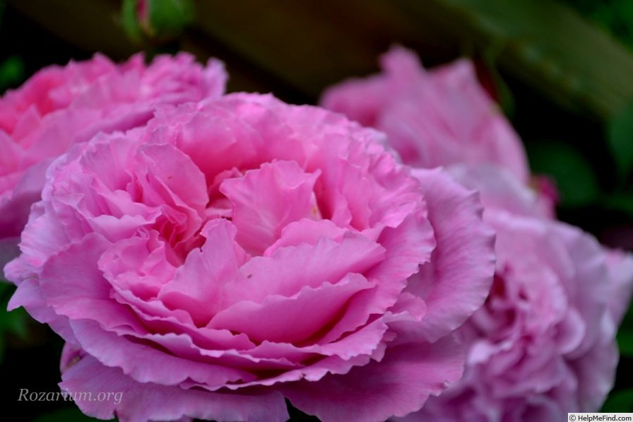 'Madame Knorr' rose photo