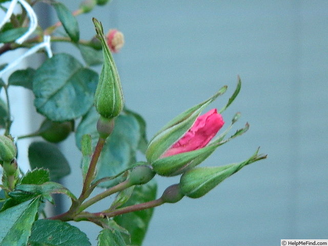 'L56ILC1' rose photo
