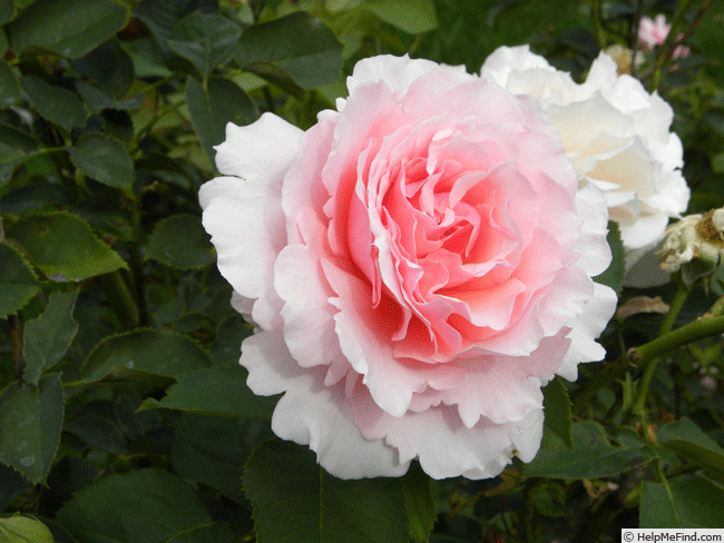 'Pink Carnation' rose photo
