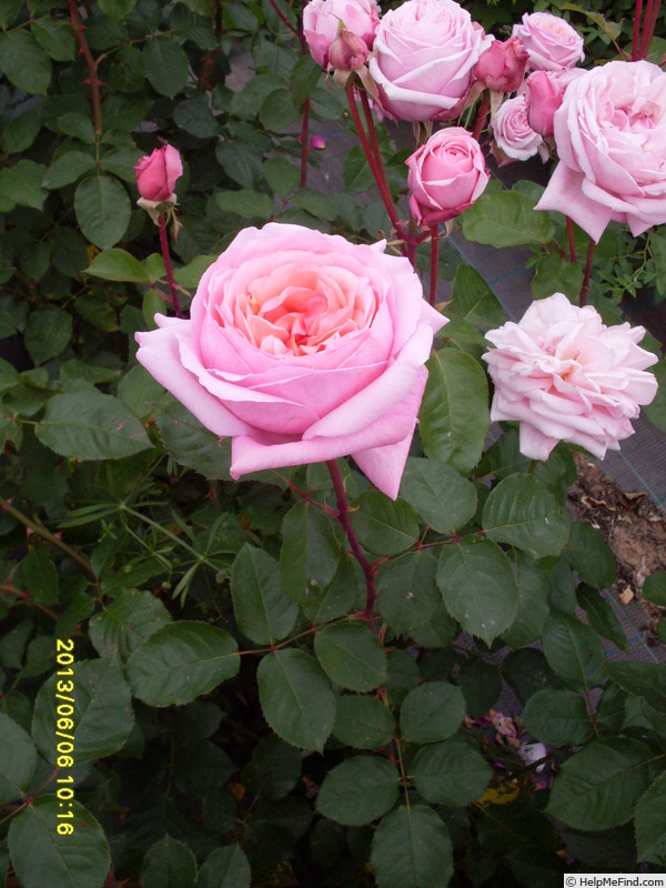 'Vertigo' rose photo
