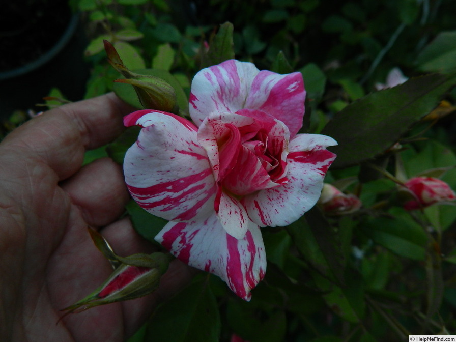 'Striped Lynnie' rose photo