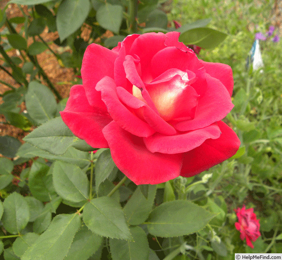 'Double Vision' rose photo