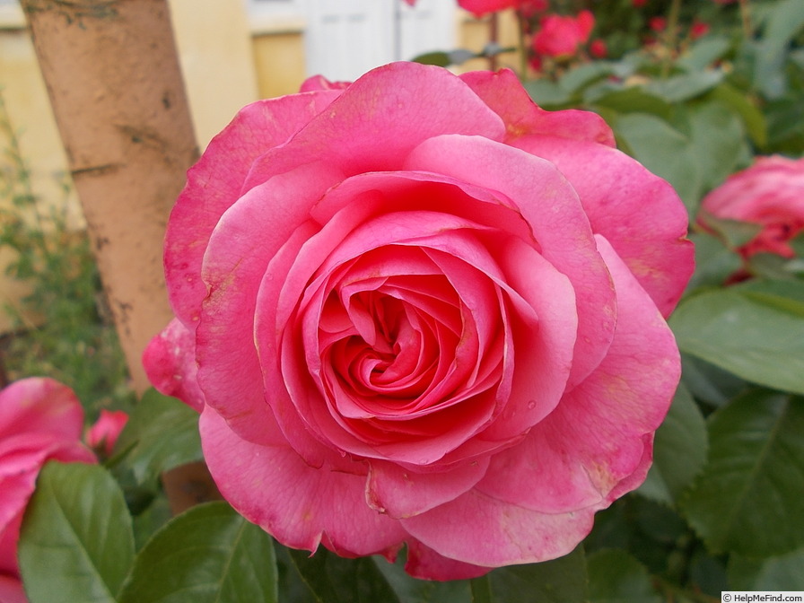 'La Vanoise parc national ®' rose photo