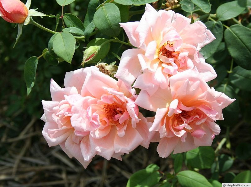 'Mrs. Arthur Robert Waddell' rose photo