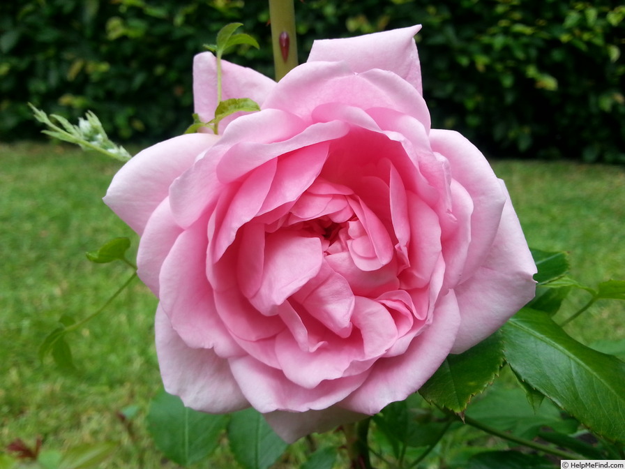 'Sweet Laguna' rose photo