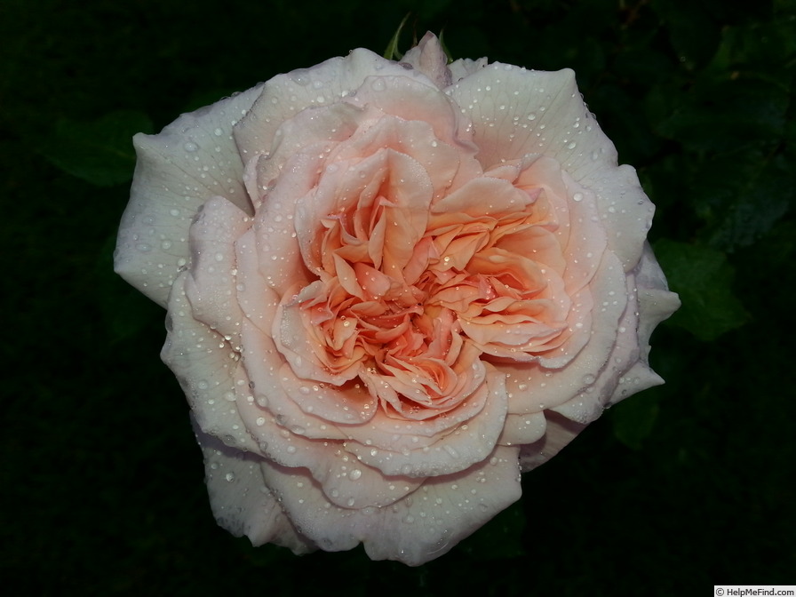 'Rose de Tolbiac' rose photo