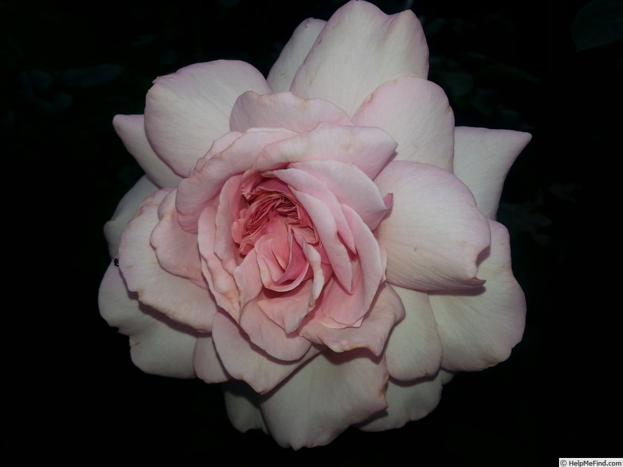'Alexandra - Princesse de Luxembourg ®' rose photo