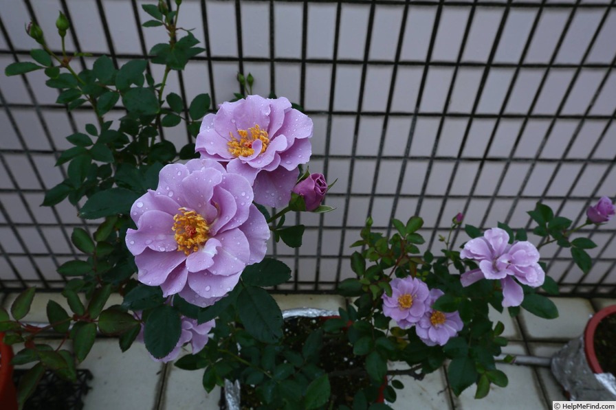 'Murasaki no Sono (floribunda, Kobayashi, 1980)' rose photo