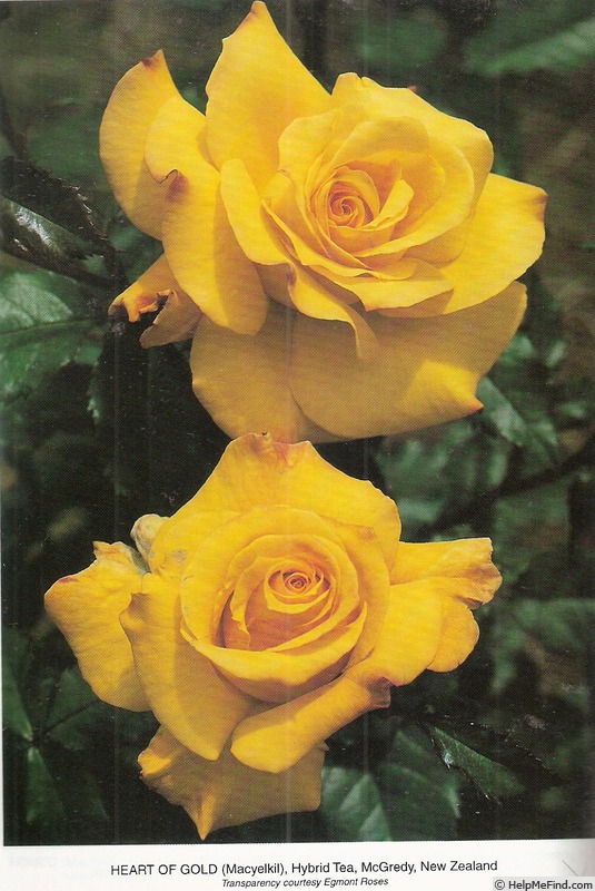 'Heart of Gold (hybrid tea, McGredy, 1987)' rose photo