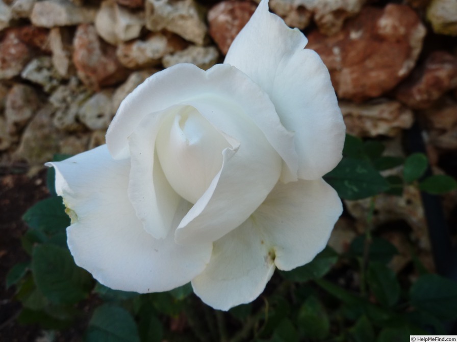 'Frédéric Dard ®' rose photo