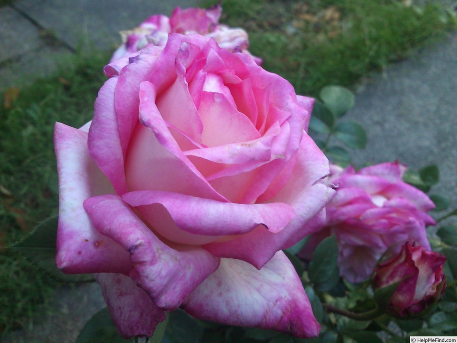 'W.R. Hawkins' rose photo