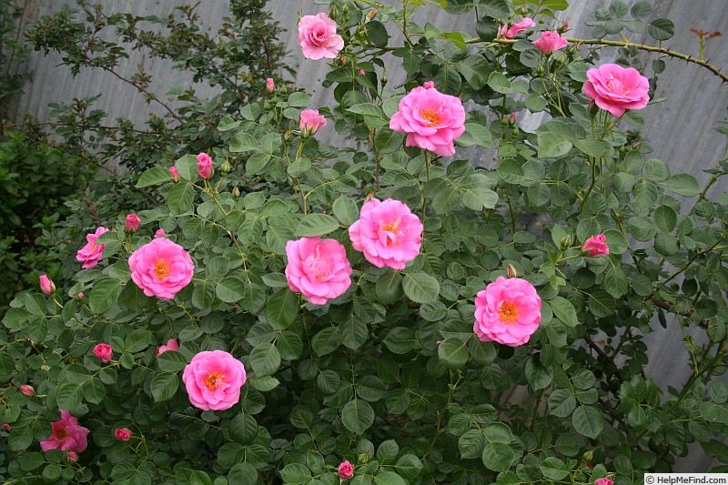 'Dorotea' rose photo