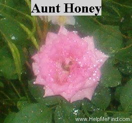'Aunt Honey' rose photo