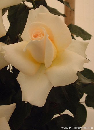 'Racy Lady' rose photo