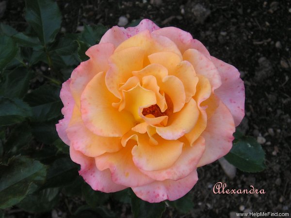 'Alexandra ® (hybrid tea, Kordes 1973)' rose photo