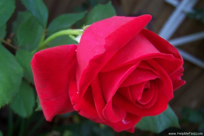 'Five Roses' rose photo