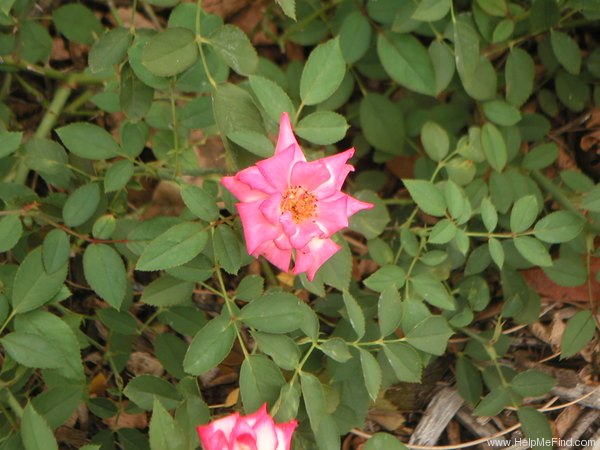 'Sweet Caroline' rose photo