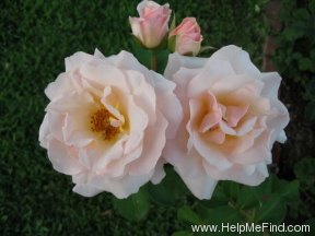 'Pretty Lady ™ (floribunda, Scrivens before 1991)' rose photo