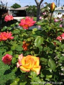 'Redgold' rose photo