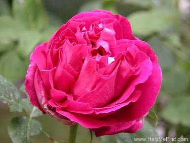 'Paul Neyron (Hybrid Perpetual, Levet, 1869)' rose, click to enlarge 'Paul Neyron (Hybrid Perpetual, Levet, 1869)' rose photo