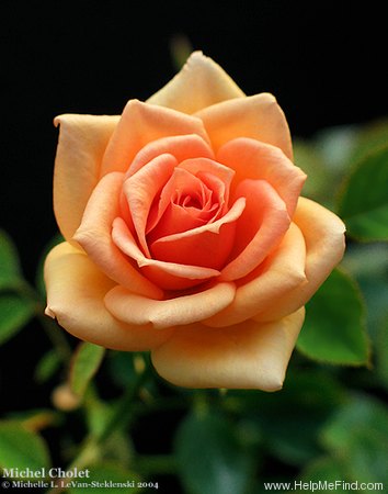 'Michel Cholet ™' rose photo