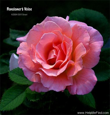 'Pensioner's Voice (floribunda, Fryer before 1987)' rose photo