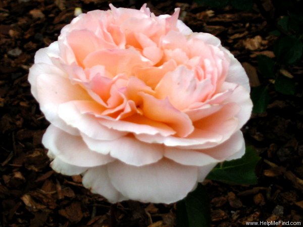 'Tamora (shrub, Austin, 1983)' rose, click to enlarge 'Tamora (shrub, Austin, 1983)' rose photo
