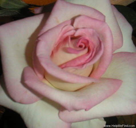 'Cajun Moon' rose photo
