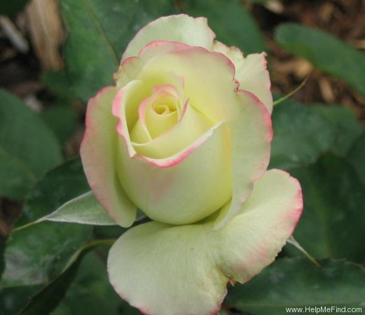 'Athena (florists rose, Kordes, 1984)' rose photo