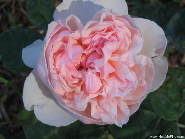 'St. Cecelia' rose photo