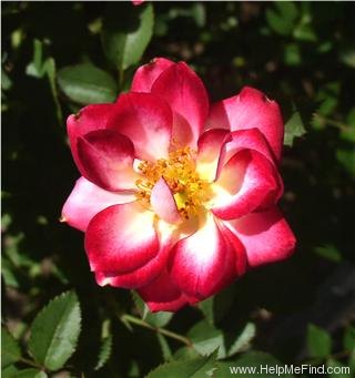 'J.C. Hooper' rose photo