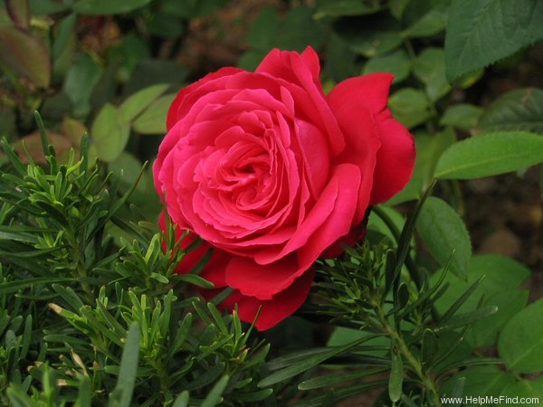 'Alec's Red® (Hybrid Tea, Cocker, 1970)' rose photo