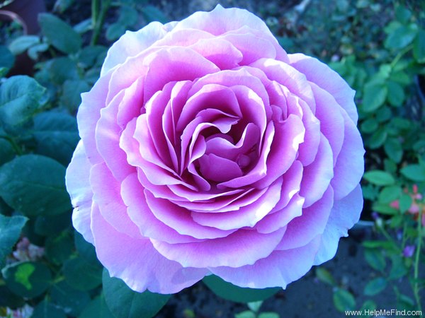 'Balkan Star' rose photo