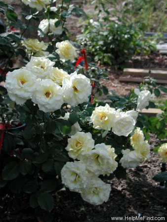 'Golden Age (hybrid tea, Sheldon, 2001)' rose photo