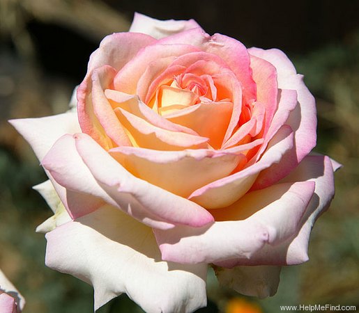 '3-35-40 (Meilland/'Peace')' rose photo