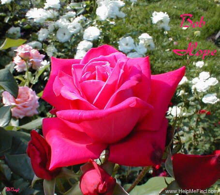 'Bob Hope' rose photo