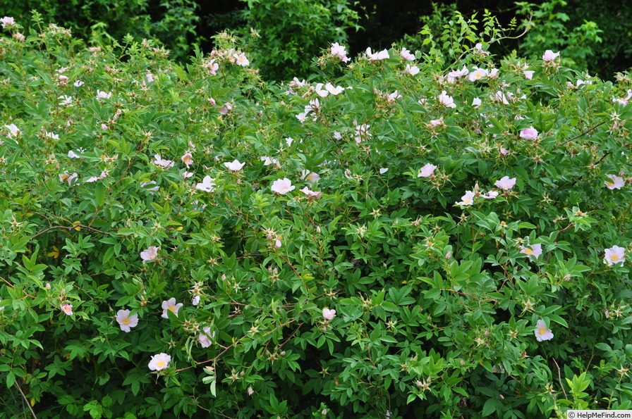 'R. palustris' rose photo